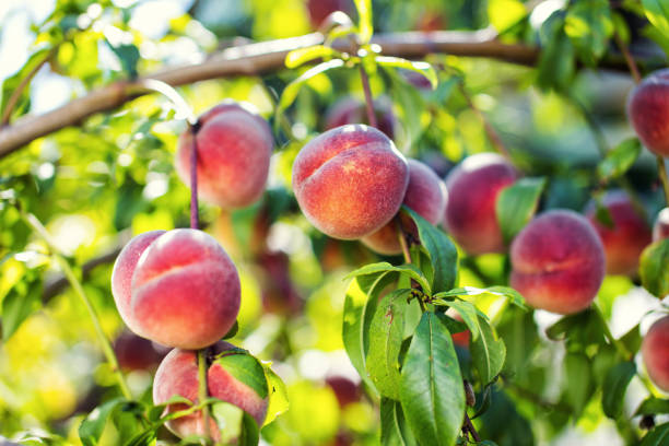 istock juicy peaches hang on a branch 820481216