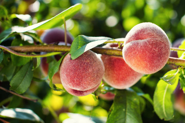 istock juicy peaches hang on a branch 820481222