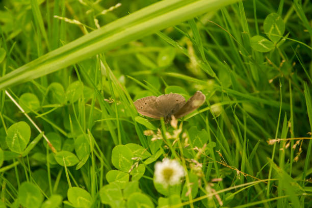 A beautiful small butterfly sitting on a flower in summer meadow. Vibrant closeup landscape