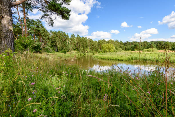 istock reflection of clouds in the lake 820486102