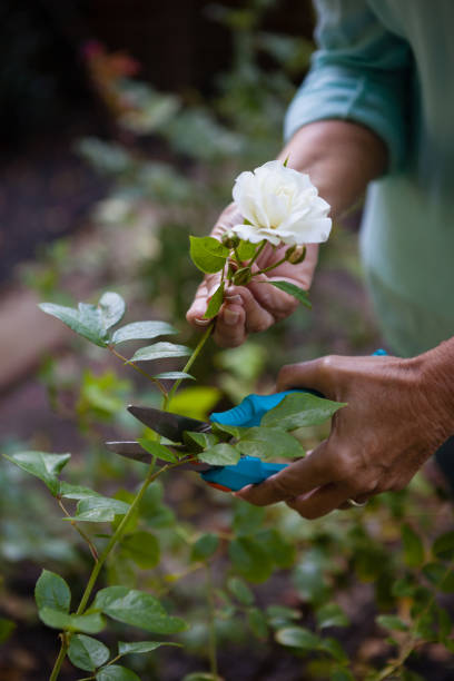 istock Cropped image of senior woman using pruning shears on white flower 820487020