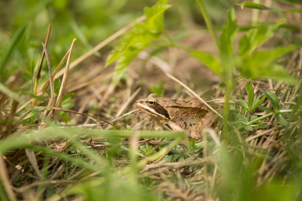 istock A beautiful brown frog sitting in a meadow grass. 820487280