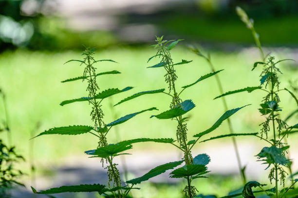 View on green leaves under sunlight in the woods. Plants in the Forest.