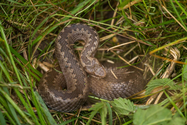 istock A beautiful viper hiding in a grass in summer meadow. 820488010