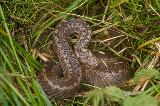 istock A beautiful viper hiding in a grass in summer meadow. 820488030