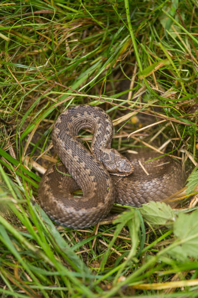 istock A beautiful viper hiding in a grass in summer meadow. 820488074