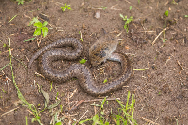 a dramatic closeup of a viper with a cought dead mouse. circle of life. - cought imagens e fotografias de stock
