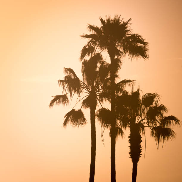 istock Retro Style Palm Trees Silhouette at Sunset California West Coast 820498480