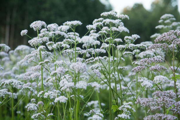 istock A beautiful valerian flowers blossoming in a summer meadow. 820499274