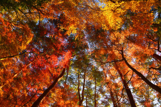 istock Maple Background Autumn Season at Japan 820510858