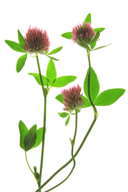 Red-clover or Meadow Clover (Trifolium pratense), flowering plant against white background