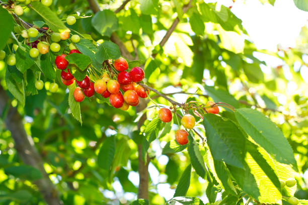 istock Juicy organic cherries on branch 820520654