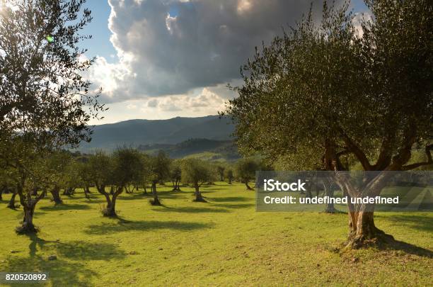 Beautiful Olive Trees Near Nipozzano Tuscany Italy Stock Photo - Download Image Now