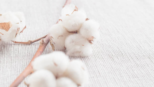 istock Cotton plant flower branch on white background 820523840