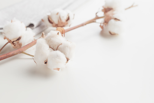 Cotton plant flower branch on white background