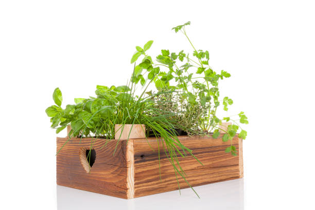 istock Herbs in wooden crate. 820526204