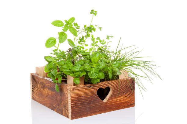 istock Herbs in wooden crate. 820526208