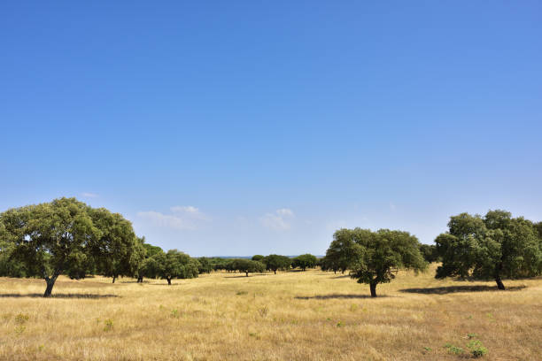 Cork oak trees, Portugal