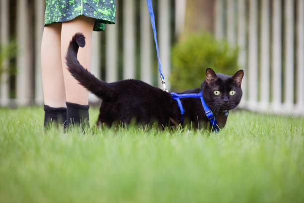 Walking The Cat A black cat on a leash being walked in a yard by his boy. animal harness stock pictures, royalty-free photos & images