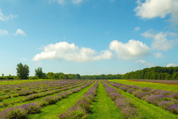 istock Rows of lavender flowers in a field 820569330