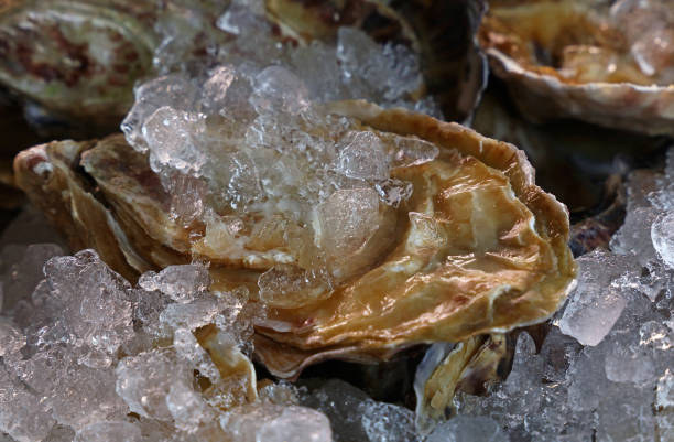 Fresh big raw oysters on ice