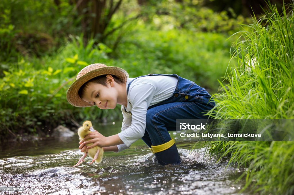 Sweet child, playing on little river with ducklings Preschool child, boy, playing on little river with ducklings, letting the duckling swimming for the first time. Childhood concept Animal Stock Photo