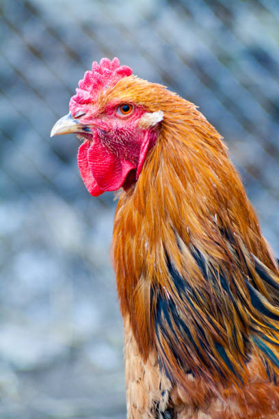 istock White hen on the green grass 820571684