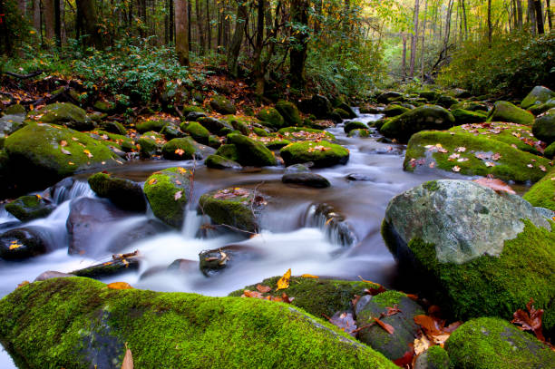 arroyo en las montañas humeantes en otoño - great smoky mountains great smoky mountains national park leaf autumn fotografías e imágenes de stock