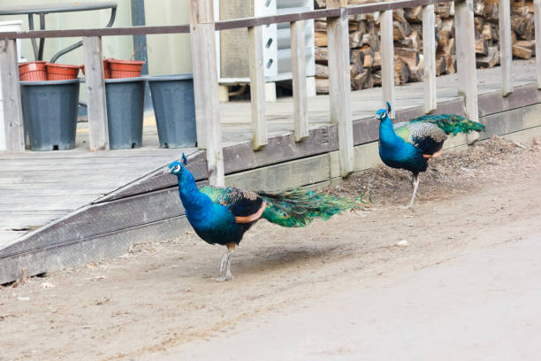 istock Peacock at Nami island in South Korea. 820583188