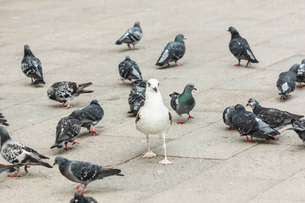 istock Seagull and pigeons walk. 820588126