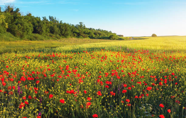 istock Spring flowers in field. Beautiful landscapes. 820588544