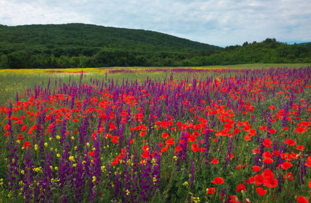 istock Spring flowers in field. Beautiful landscape. Composition of nature 820593268