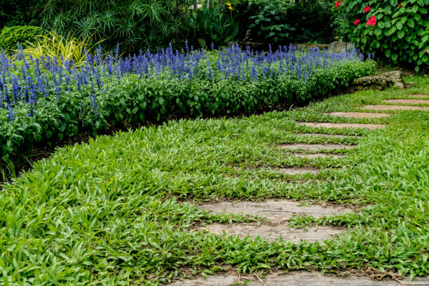 istock Wooden Pathway in garden 820593522