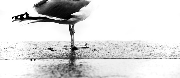 Took this picture of a seagull at the Golden Gate Bridge in San Francisco, California. processed the highlights, blacks and contrast