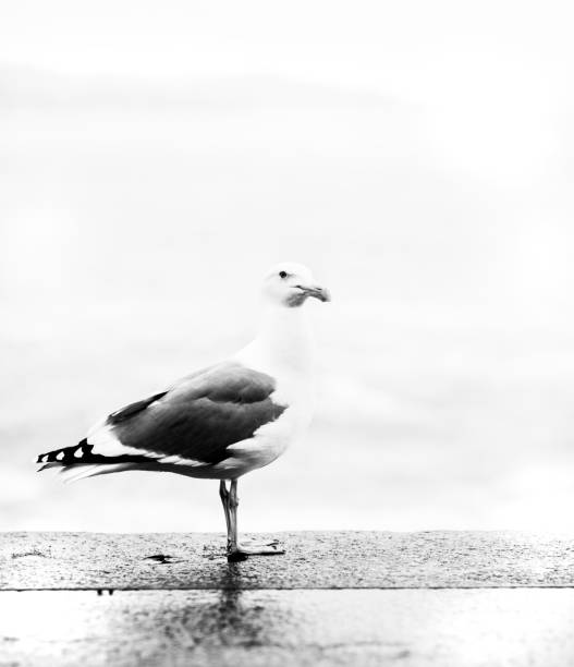 istock seagull pictures in black and white 820596348