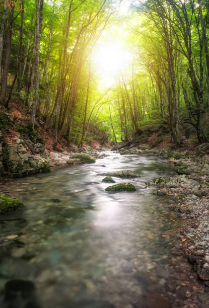 istock River in mountain forest. Composition of nature 820599408