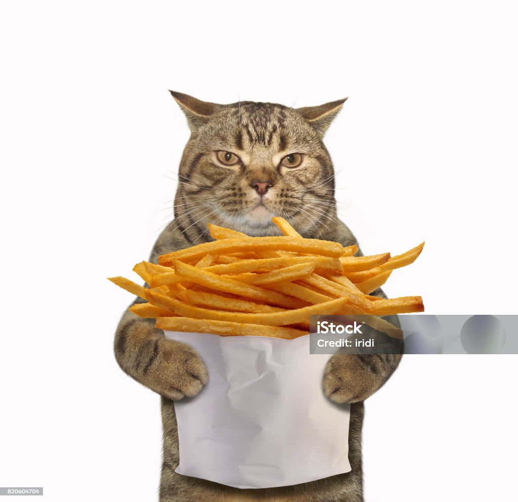 Cat with fried potatoes The cat is holding a big paper bag of fried potatoes. White background. Domestic Cat Stock Photo