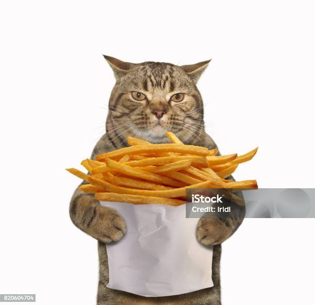 Cat With Fried Potatoes Stock Photo - Download Image Now - Domestic Cat, French Fries, Humor