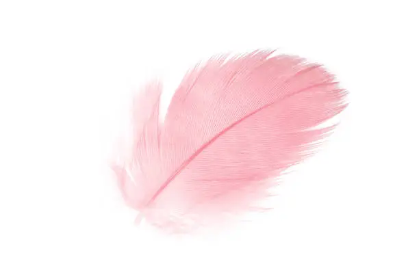 Photo of coral pink feather on white background
