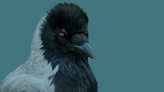 Portrait of a young crow on isolated background.