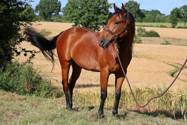 istock quarter horse portrait 820614856
