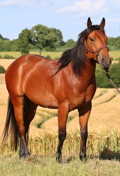 istock quarter horse portrait 820614896