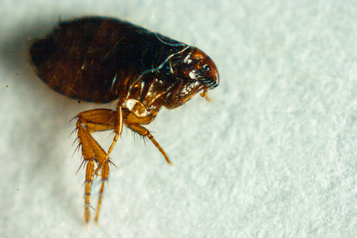 Flea cat's parasite close-up macro