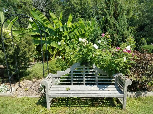 istock wood bench in garden 820616310