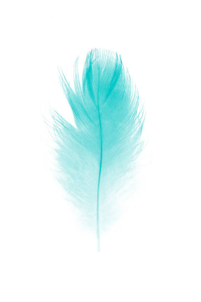 istock feather color green turquoise on white background 820616416