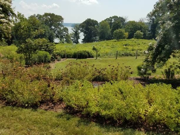 istock wildflowers and plants overlooking river 820627754