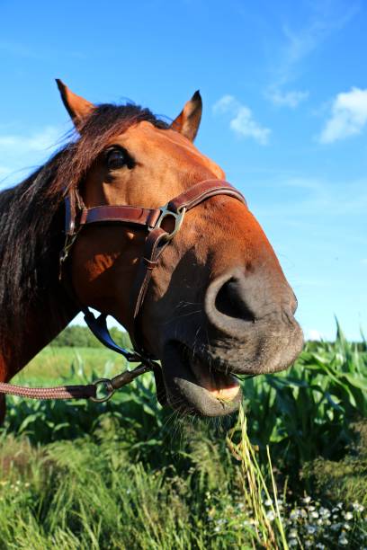istock brown horse portrait 820627764