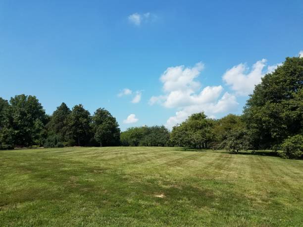 istock large grass field with trees and blue sky 820628944
