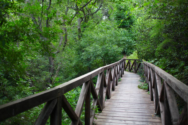 istock wooden bridge road in a rainforest landscape 820629062