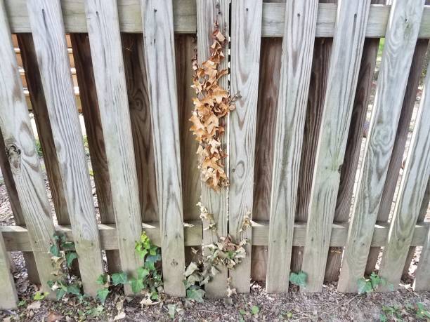 istock wood fence with dead and alive ivy on it 820629110